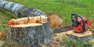 Reliable Coalville, UT Tree Removal Solutions