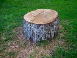 Best Firewood Processing and Delivery  in Coalville, UT
