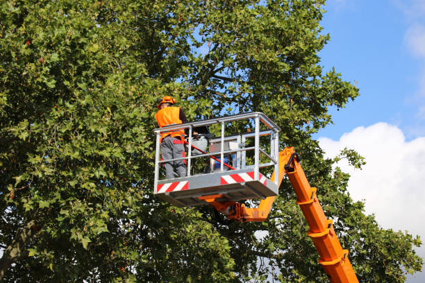 Best Tree Risk Assessment  in Coalville, UT