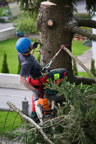 Best Tree Disease Treatment  in Coalville, UT