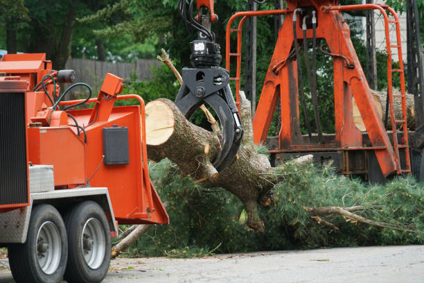 Best Tree Cabling and Bracing  in Coalville, UT
